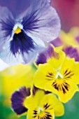 VIOLA WITTROCKIANA, PANSY