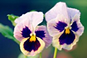 VIOLA WITTROCKIANA, PANSY