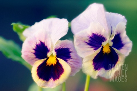VIOLA_WITTROCKIANA_PANSY