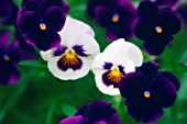 VIOLA WITTROCKIANA, PANSY