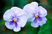 VIOLA WITTROCKIANA, PANSY