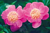 PAEONIA LACTIFLORA, PEONY