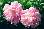 PAEONIA LACTIFLORA ‘SARAH BERNHARDT’, PEONY