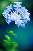 PLUMBAGO AURICULATA, CAPE LEADWORT