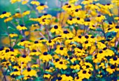 RUDBECKIA HIRTA, CONEFLOWER, BLACK-EYED SUSAN