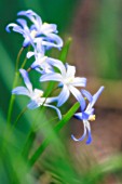 CHIONODOXA FORBESII, GLORY-OF-THE-SNOW