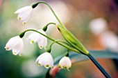 LEUCOJUM AESTIVUM, SNOWFLAKE - SUMMER