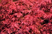 ACER PALMATUM, JAPANESE MAPLE