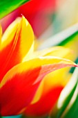 TULIPA, TULIP