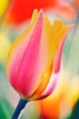 TULIPA, TULIP