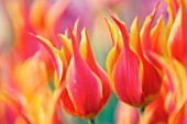 TULIPA, TULIP