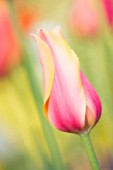 TULIPA, TULIP