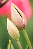 TULIPA, TULIP