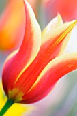 TULIPA, TULIP