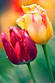 TULIPA, TULIP