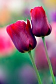 TULIPA, TULIP