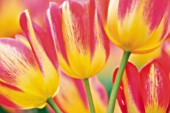 TULIPA, TULIP