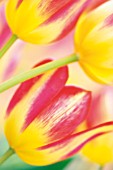 TULIPA, TULIP