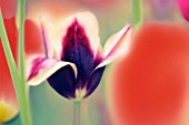 TULIPA, TULIP