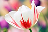 TULIPA, TULIP