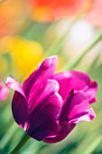 TULIPA, TULIP