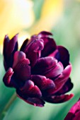 TULIPA ‘BLACK HERO’, TULIP