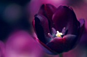 TULIPA QUEEN OF THENIGHT, TULIP