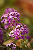 LOBULARIA MARITIMA ROYAL CARPET