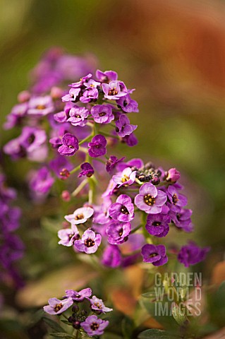 LOBULARIA_MARITIMA_ROYAL_CARPET