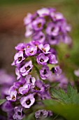 LOBULARIA MARITIMA ROYAL CARPET