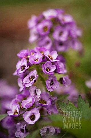 LOBULARIA_MARITIMA_ROYAL_CARPET