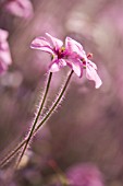 GERANIUM MADERENSE, GERANIUM, CRANESBILL