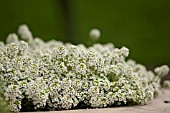 ALYSSUM MONTANUM