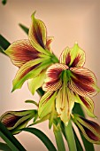 HIPPEASTRUM PAPILLO