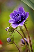 ANEMONE CORONARIA