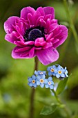 ANEMONE CORONARIA