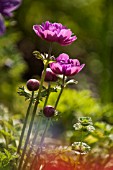 ANEMONE CORONARIA