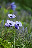 ANEMONE CORONARIA