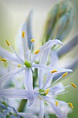 CAMASSIA CUSICKII