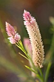 CELOSIA ARGENTEA SPICATA FLAMINGO FEATHER