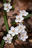 CLAYTONIA VIRGINICA