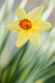 NARCISSUS