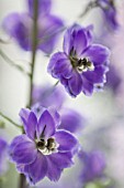 DELPHINIUM