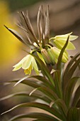 FRITILLARIA RADDEANA