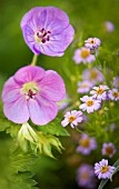 GERANIUM