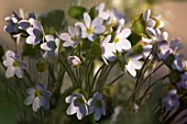 HEPATICA NOBILIS