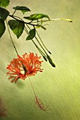 HIBISCUS SCHIZOPETALUS