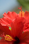 HIBISCUS ROSA-SINENSIS