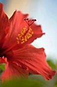 HIBISCUS ROSA-SINENSIS