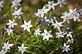 IPHEION UNIFLORUM